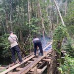 PENEGAKAN ADANYA AKSI PENEBANGAN HUTAN SECARA LIAR ( ILLEGAL LOGGING)